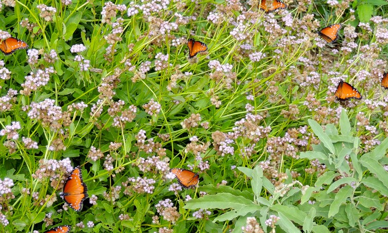 A Fields of Queen Butterflies