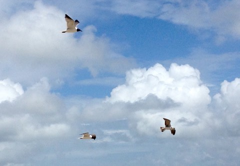Clouds and Seagulls