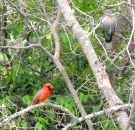 Northern Cardinal at Bird Blind